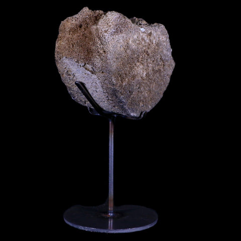 3.9" Columbian Mammoth Mammuthus Columbi Fossil Vertebrae Pleistocene Age TX - Fossil Age Minerals