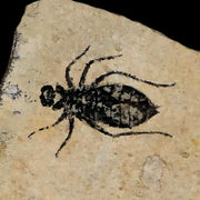 0.8" Dragonfly Larvae Fossil Libellula Doris Plate Upper Miocene Piemont Italy Display