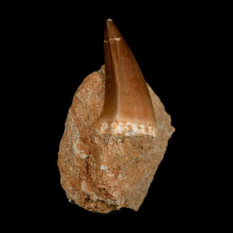 1.8" Mosasaur Prognathodon Fossil Tooth In Matrix Cretaceous Dinosaur Era COA - Fossil Age Minerals
