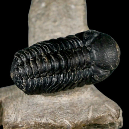Metacanthina Issoumourensis Trilobite And Moroccops Trilobite Fossil Devonian Age COA