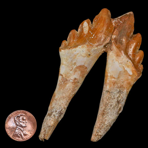 3.6" Basilosaurus Tooth Rooted Prehistoric Whale 34 Mil Yrs Old Late Eocene COA - Fossil Age Minerals