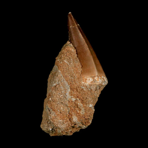 1.8" Mosasaur Prognathodon Fossil Tooth In Matrix Cretaceous Dinosaur Era COA - Fossil Age Minerals