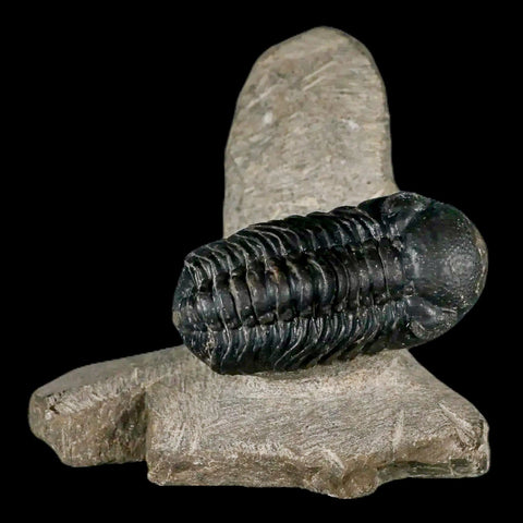 Metacanthina Issoumourensis Trilobite And Moroccops Trilobite Fossil Devonian Age COA - Fossil Age Minerals
