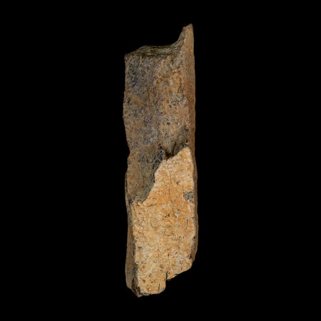 3.3" Tyrannosaurus Rex Fossil Bone Dinosaur Lance Creek Formation Wyoming COA