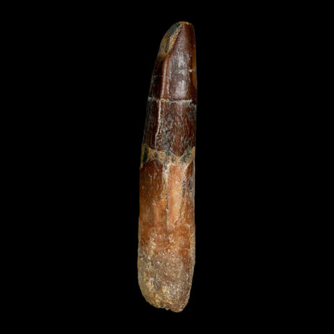 1.8" Rebbachisaurus Sauropod Fossil Tooth Early Cretaceous Dinosaur COA, Display - Fossil Age Minerals