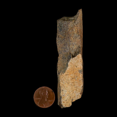 3.3" Tyrannosaurus Rex Fossil Bone Dinosaur Lance Creek Formation Wyoming COA