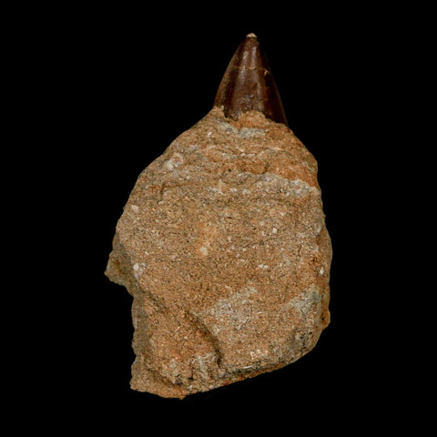 1.8" Mosasaur Prognathodon Fossil Tooth In Matrix Cretaceous Dinosaur Era COA - Fossil Age Minerals