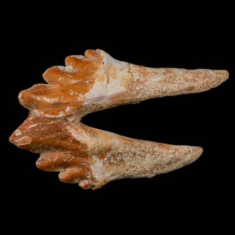 3.6" Basilosaurus Tooth Rooted Prehistoric Whale 34 Mil Yrs Old Late Eocene COA - Fossil Age Minerals