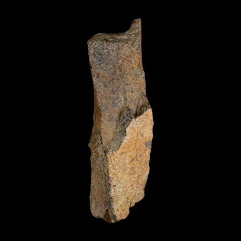 3.3" Tyrannosaurus Rex Fossil Bone Dinosaur Lance Creek Formation Wyoming COA