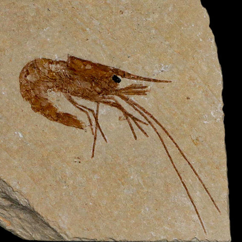 1.8" Fossil Shrimp Carpopenaeus Cretaceous Age 100 Mil Yrs Old Lebanon COA - Fossil Age Minerals