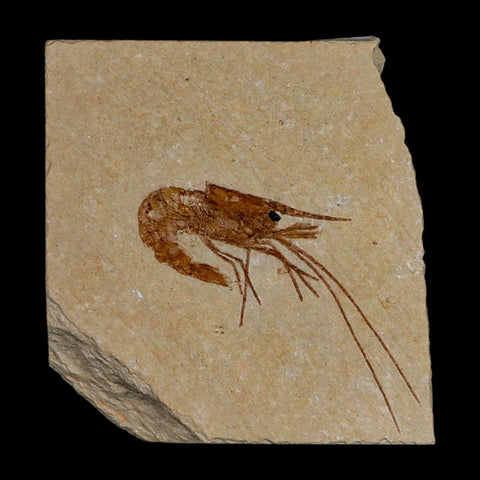 1.8" Fossil Shrimp Carpopenaeus Cretaceous Age 100 Mil Yrs Old Lebanon COA - Fossil Age Minerals