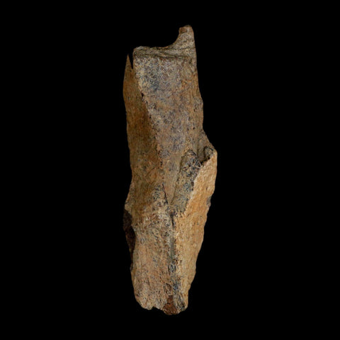 3.3" Tyrannosaurus Rex Fossil Bone Dinosaur Lance Creek Formation Wyoming COA