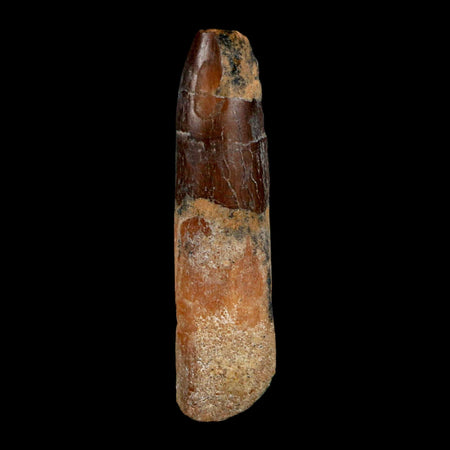 1.8" Rebbachisaurus Sauropod Fossil Tooth Early Cretaceous Dinosaur COA, Display