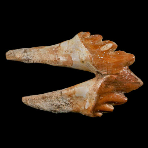 3.6" Basilosaurus Tooth Rooted Prehistoric Whale 34 Mil Yrs Old Late Eocene COA - Fossil Age Minerals