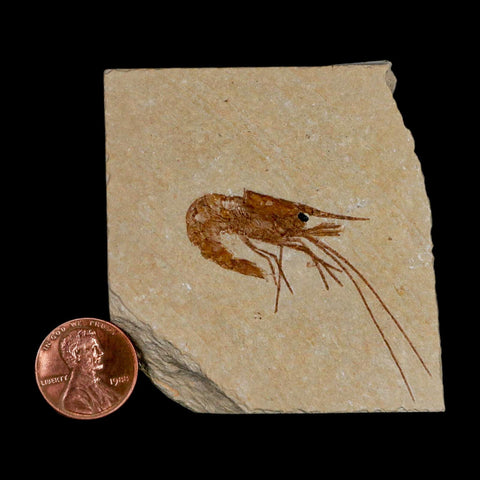 1.8" Fossil Shrimp Carpopenaeus Cretaceous Age 100 Mil Yrs Old Lebanon COA - Fossil Age Minerals