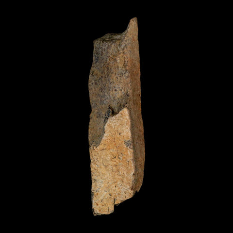 3.3" Tyrannosaurus Rex Fossil Bone Dinosaur Lance Creek Formation Wyoming COA