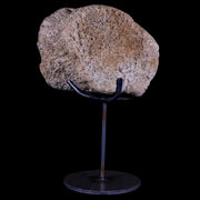 4.6" Columbian Mammoth Mammuthus Columbi Fossil Vertebrae Pleistocene Age TX