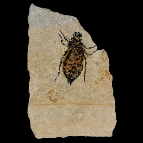 0.6" Dragonfly Larvae Fossil Libellula Doris Plate Upper Miocene Piemont Italy Display - Fossil Age Minerals