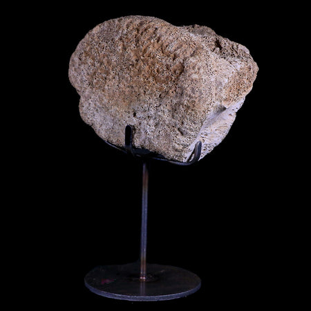 4.6" Columbian Mammoth Mammuthus Columbi Fossil Vertebrae Pleistocene Age TX