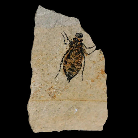 0.6" Dragonfly Larvae Fossil Libellula Doris Plate Upper Miocene Piemont Italy Display - Fossil Age Minerals