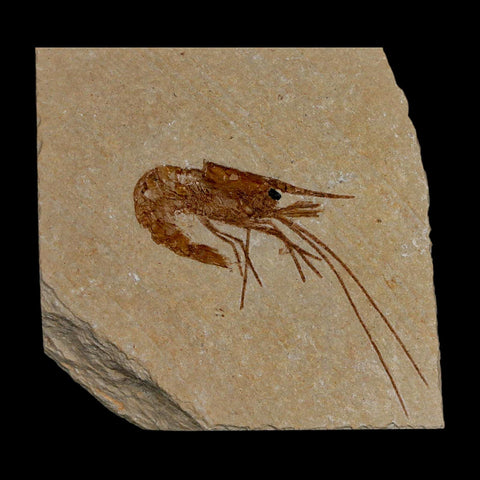 1.8" Fossil Shrimp Carpopenaeus Cretaceous Age 100 Mil Yrs Old Lebanon COA - Fossil Age Minerals