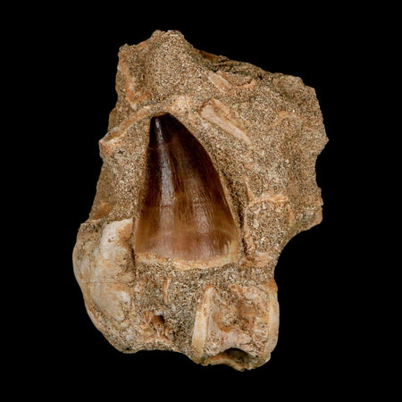1.5" Mosasaur Prognathodon Fossil Tooth In Matrix Cretaceous Dinosaur Era COA