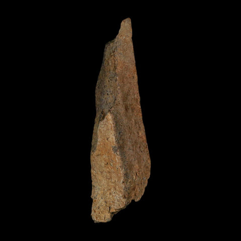 3.3" Tyrannosaurus Rex Fossil Bone Dinosaur Lance Creek Formation Wyoming COA