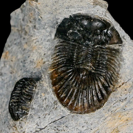 1.4" Scabriscutellum Trilobite Fossil Devonian Morocco 400 Million Years Old COA