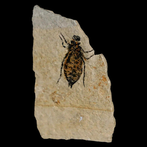 0.6" Dragonfly Larvae Fossil Libellula Doris Plate Upper Miocene Piemont Italy Display - Fossil Age Minerals