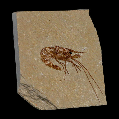 1.8" Fossil Shrimp Carpopenaeus Cretaceous Age 100 Mil Yrs Old Lebanon COA - Fossil Age Minerals
