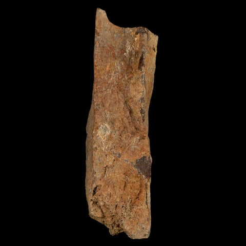 3.3" Tyrannosaurus Rex Fossil Bone Dinosaur Lance Creek Formation Wyoming COA