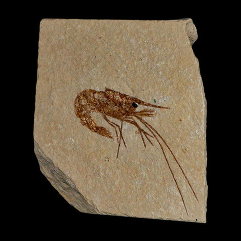 1.8" Fossil Shrimp Carpopenaeus Cretaceous Age 100 Mil Yrs Old Lebanon COA - Fossil Age Minerals