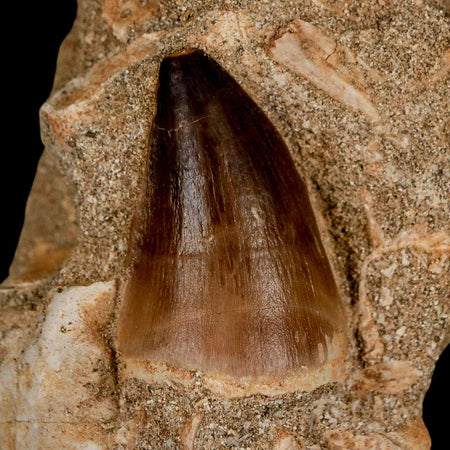 1.5" Mosasaur Prognathodon Fossil Tooth In Matrix Cretaceous Dinosaur Era COA