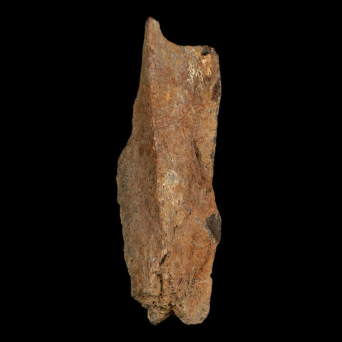3.3" Tyrannosaurus Rex Fossil Bone Dinosaur Lance Creek Formation Wyoming COA