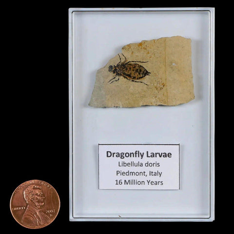 0.6" Dragonfly Larvae Fossil Libellula Doris Plate Upper Miocene Piemont Italy Display - Fossil Age Minerals