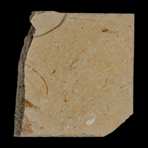 1.8" Fossil Shrimp Carpopenaeus Cretaceous Age 100 Mil Yrs Old Lebanon COA - Fossil Age Minerals