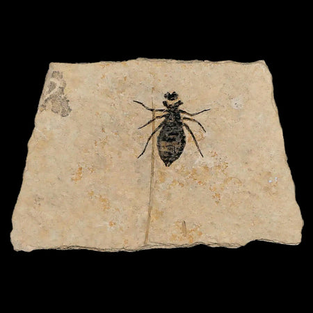 0.6" Dragonfly Larvae Fossil Libellula Doris Plate Upper Miocene Piemont Italy Display