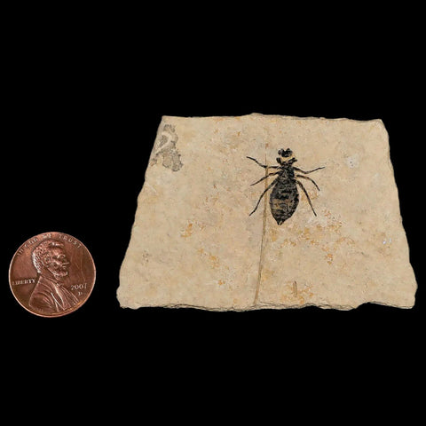 0.6" Dragonfly Larvae Fossil Libellula Doris Plate Upper Miocene Piemont Italy Display - Fossil Age Minerals