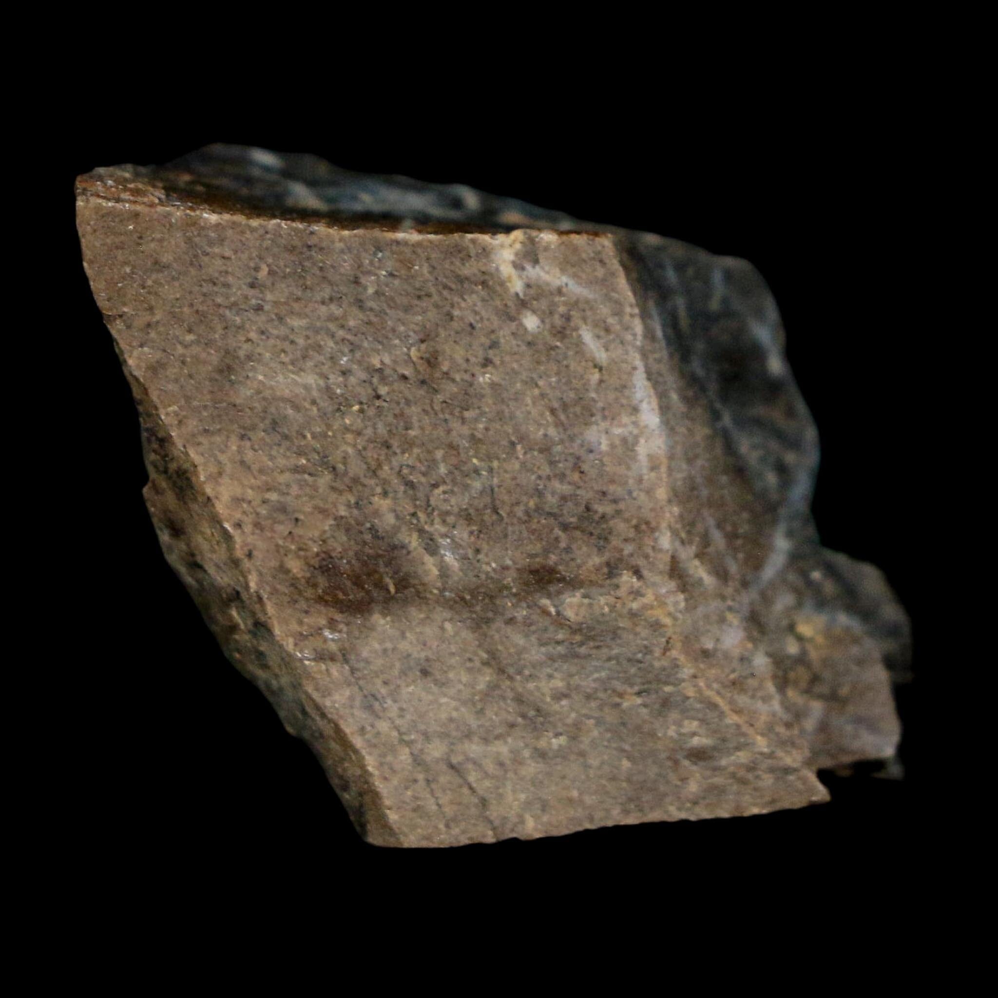 0.9" Tyrannosaurus Rex Fossil Bone Dinosaur Lance Creek Formation Wyoming COA - Fossil Age Minerals