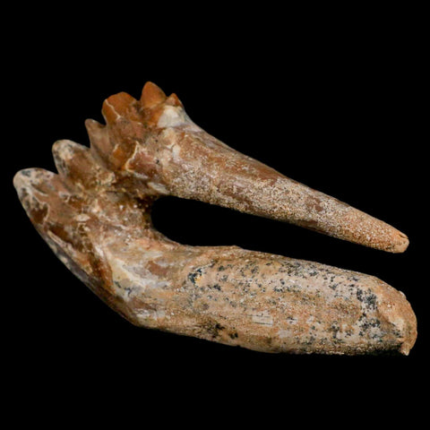 XL 4" Basilosaurus Tooth Rooted Prehistoric Whale 34 Mil Yrs Old Late Eocene COA - Fossil Age Minerals
