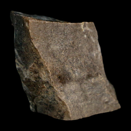 0.9" Tyrannosaurus Rex Fossil Bone Dinosaur Lance Creek Formation Wyoming COA