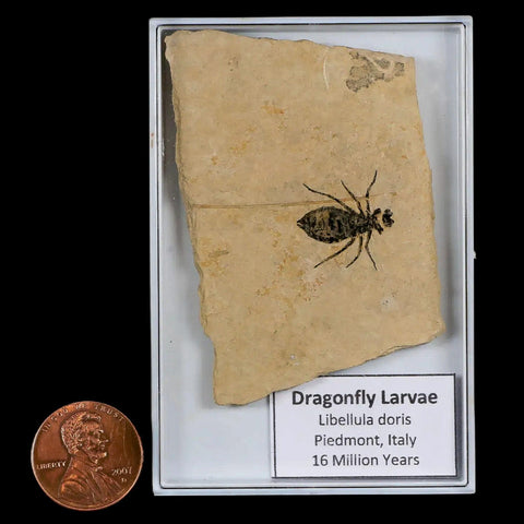0.6" Dragonfly Larvae Fossil Libellula Doris Plate Upper Miocene Piemont Italy Display - Fossil Age Minerals