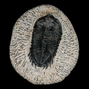 2.1" Coltraenia Oufatenensis Trilobite Fossil Devonian Morocco 400 Mil Yrs Old COA
