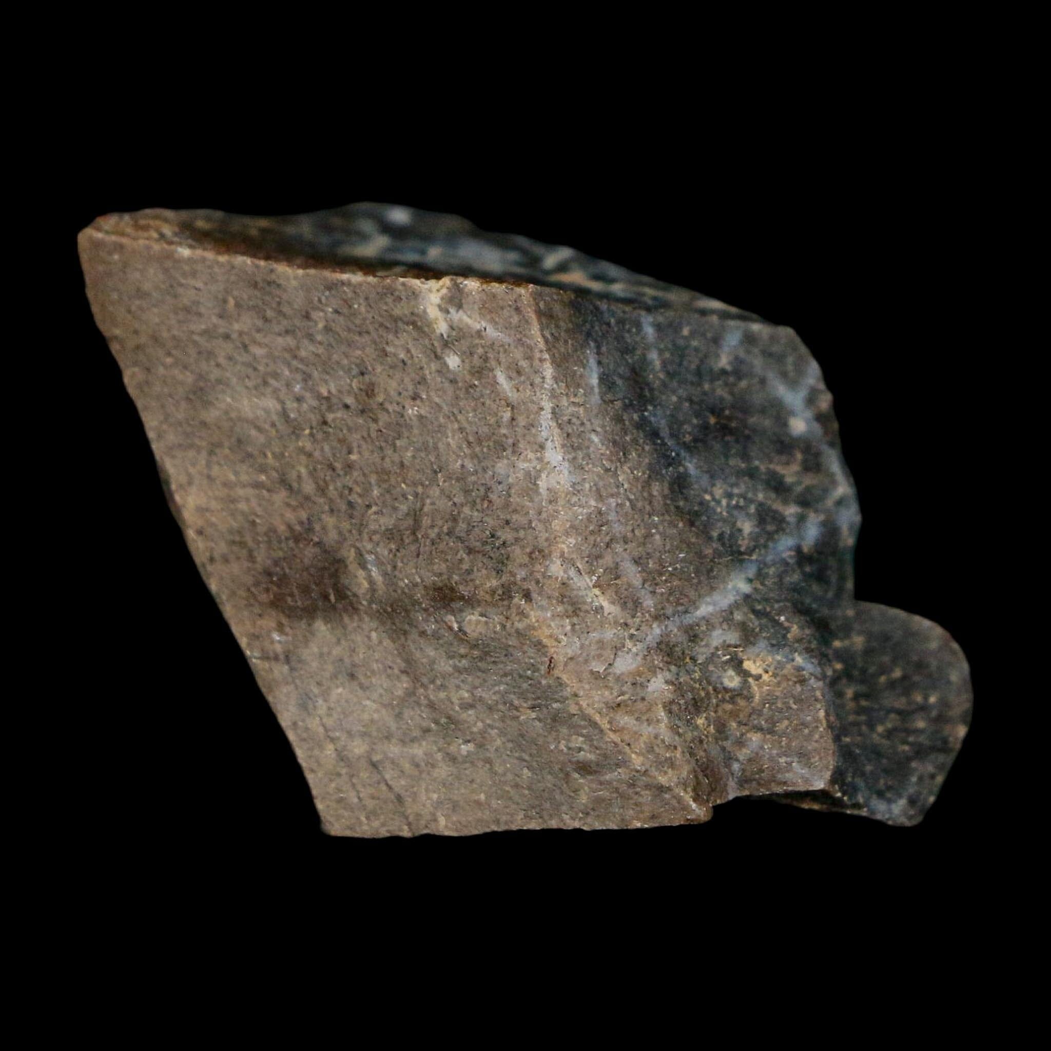 0.9" Tyrannosaurus Rex Fossil Bone Dinosaur Lance Creek Formation Wyoming COA - Fossil Age Minerals