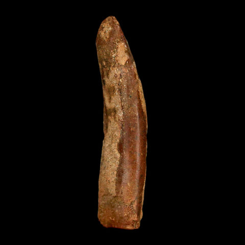 1.9" Rebbachisaurus Sauropod Fossil Tooth Early Cretaceous Dinosaur COA, Display - Fossil Age Minerals