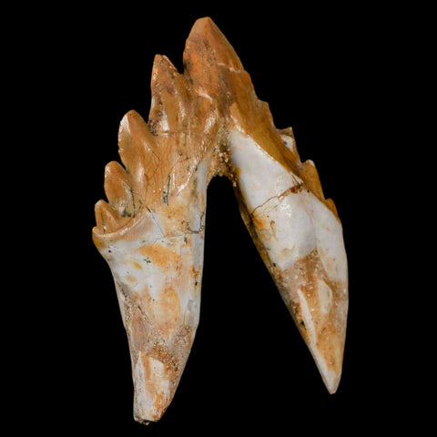 3.1" Basilosaurus Tooth Rooted Prehistoric Whale 34 Mil Yrs Old Late Eocene COA - Fossil Age Minerals