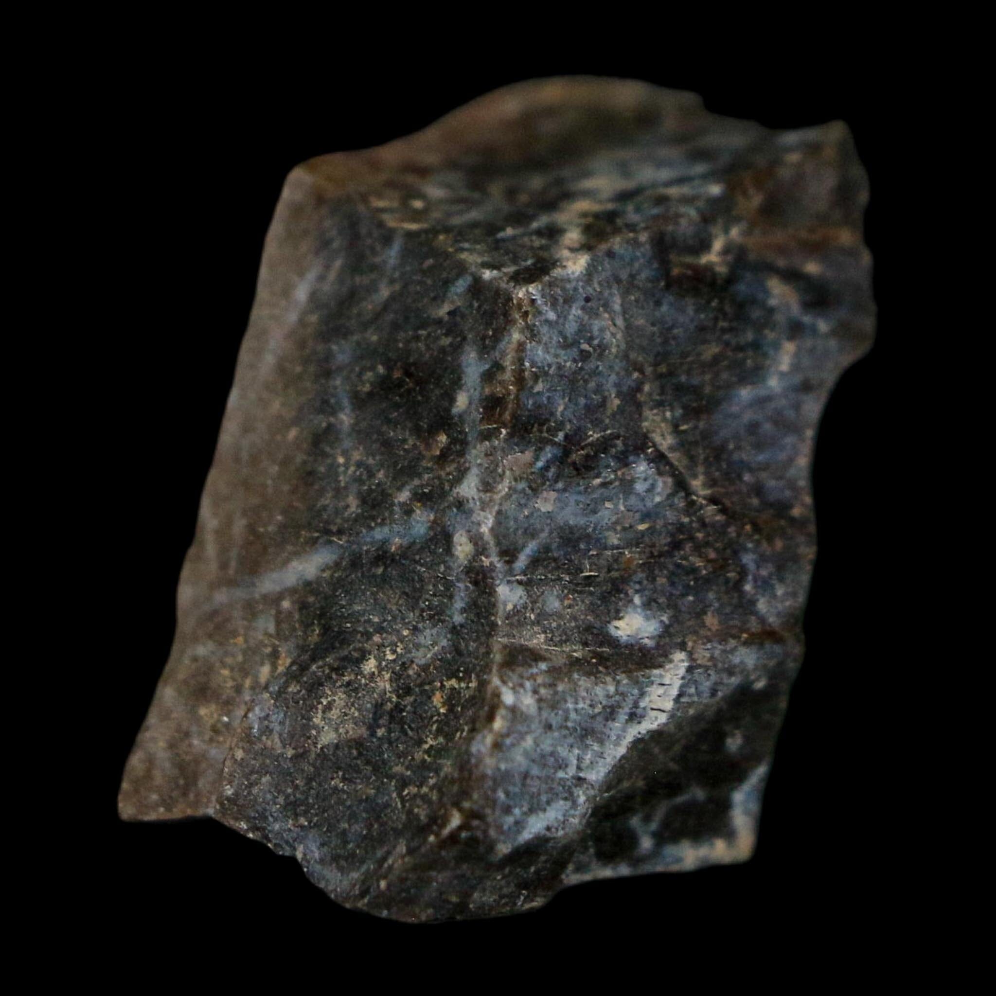 0.9" Tyrannosaurus Rex Fossil Bone Dinosaur Lance Creek Formation Wyoming COA - Fossil Age Minerals