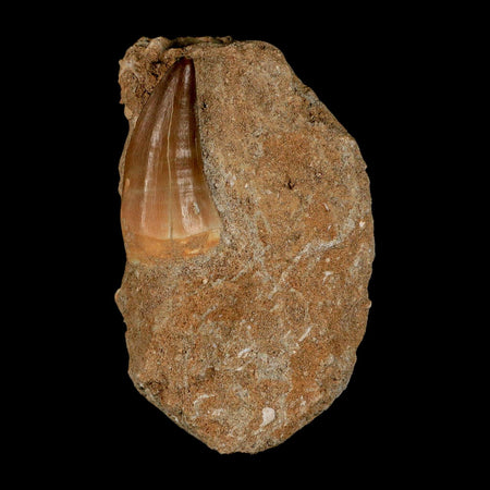 1.6" Mosasaur Baugei Fossil Tooth In Matrix Cretaceous Dinosaur Era COA