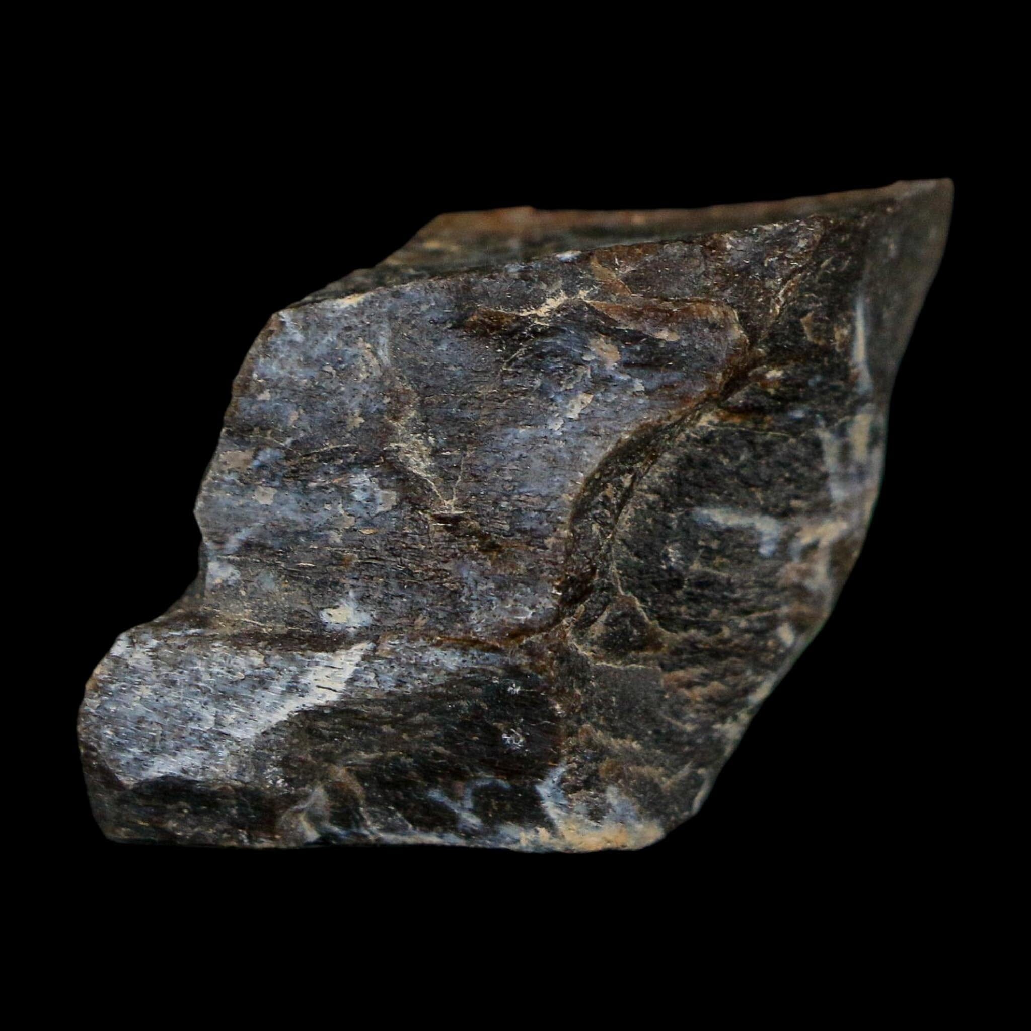 0.9" Tyrannosaurus Rex Fossil Bone Dinosaur Lance Creek Formation Wyoming COA - Fossil Age Minerals