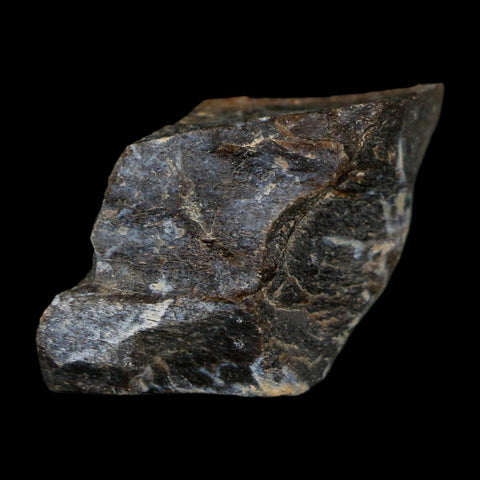 0.9" Tyrannosaurus Rex Fossil Bone Dinosaur Lance Creek Formation Wyoming COA